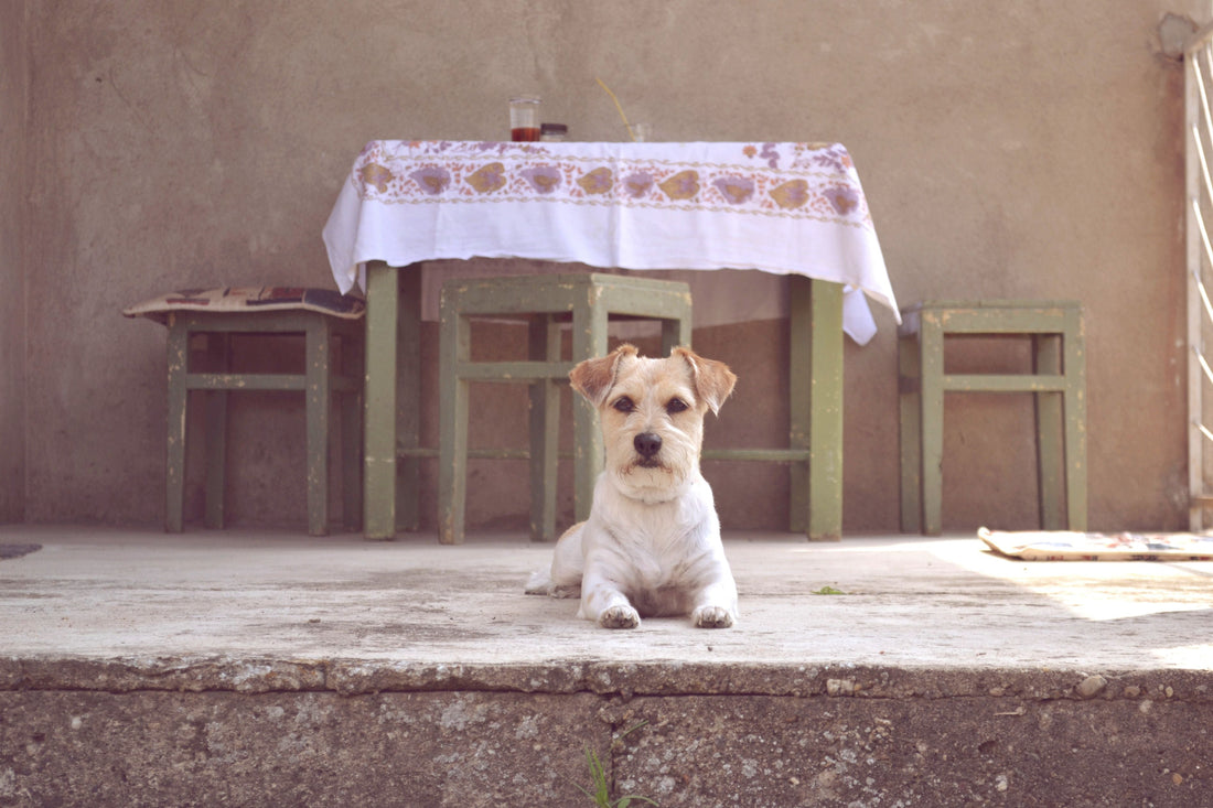 Can You Create a Custom Pet Portrait From an Old Photo?