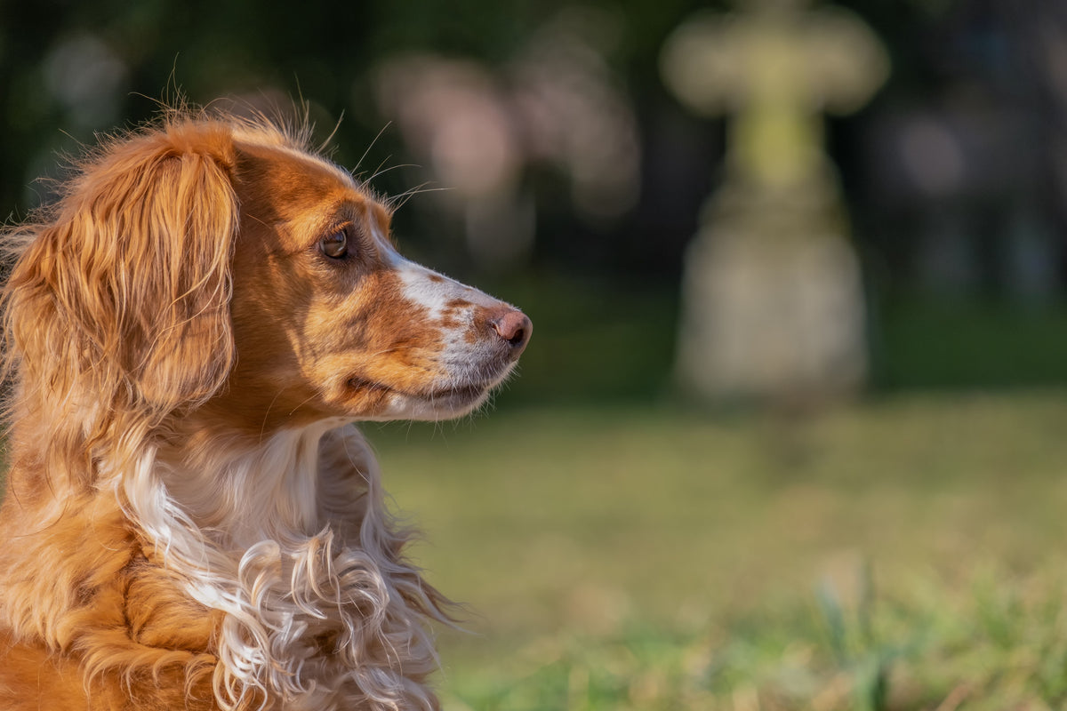 What to Give Someone Who Has Lost a Dog: 15 Meaningful Sympathy Gifts