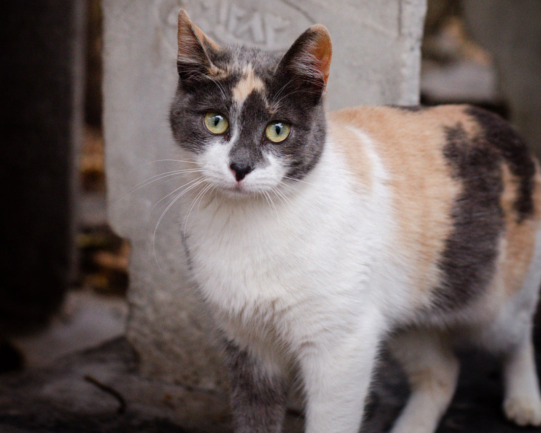 10 Meaningful Pet Memorial Gift Ideas to Honor a Beloved Pet