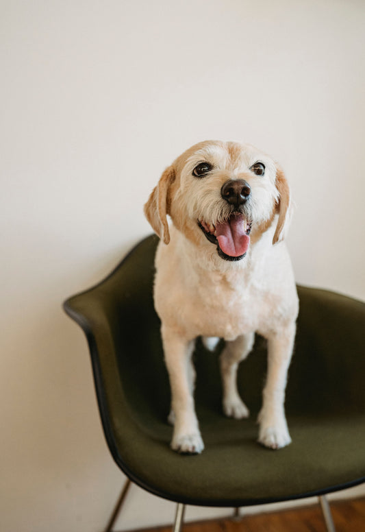 How to Choose the Best Photo for a Custom Pet Portrait
