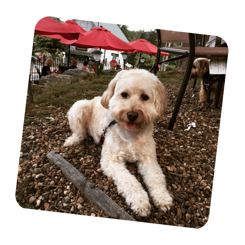 
                  Upload Your Pet Photo
                